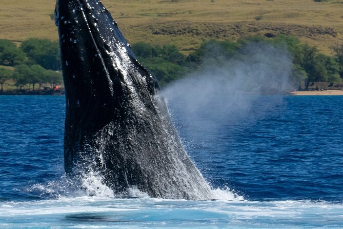 Private Custom Charter in Kawaihae - Snorkeling with Turtles, Rays, and Reef Life
