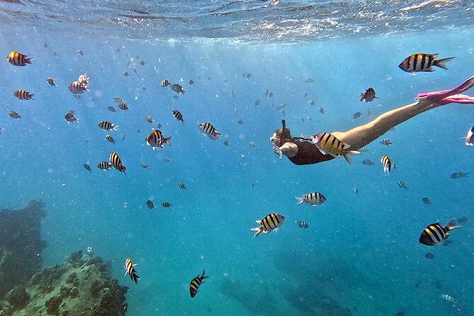 Private & Custom - Family Fish and Snorkel Charter - Value and Price: What $1,835 Buys Your Group