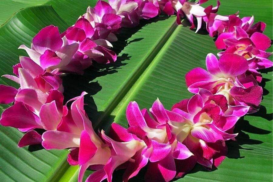 Private Departure Transfer: Big Island Hotels to Kona International Airport - Price and group size: is $60 per group a good deal?