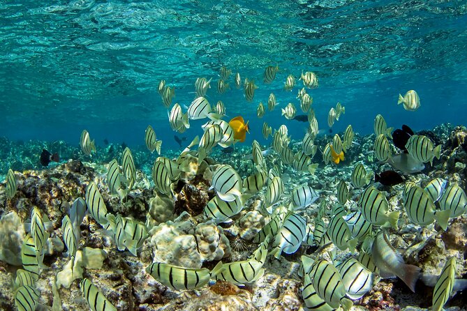 Private Kealakekua Bay Captain Cook Snorkeling - Key things I’d circle in your planning