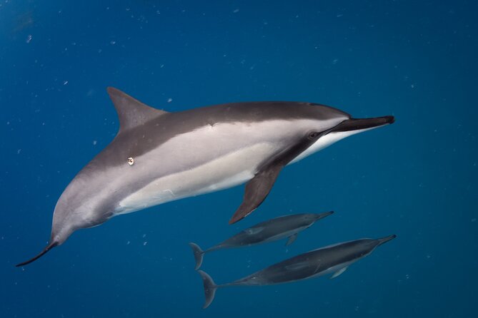 Private Kealakekua Bay Captain Cook Snorkeling - Price and value: $1,461 per group, and when that math works