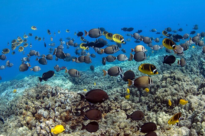 Private Kealakekua Bay Captain Cook Snorkeling - Should you book this Kealakekua Bay Captain Cook snorkeling tour?