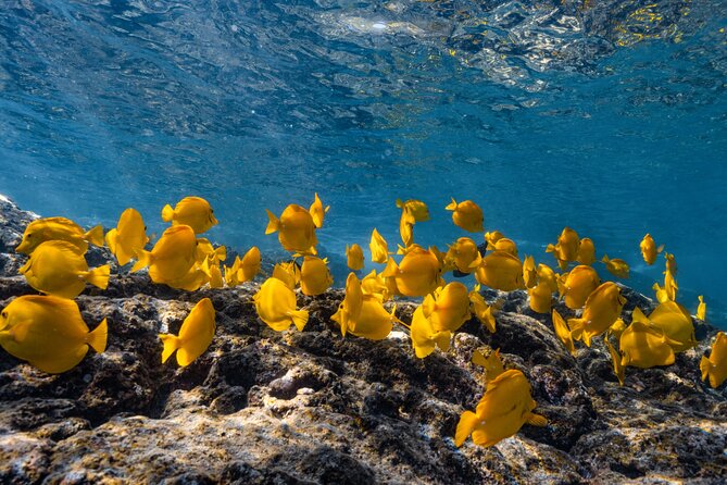 Private Kealakekua Bay Snorkel and Dolphin Watch - The vibe: private, family-friendly, and flexible