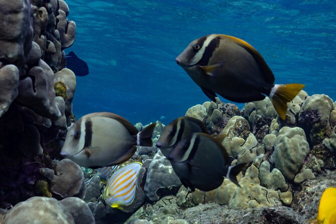Private Kealakekua Bay Snorkel and Dolphin Watch - Key highlights you’ll feel right away