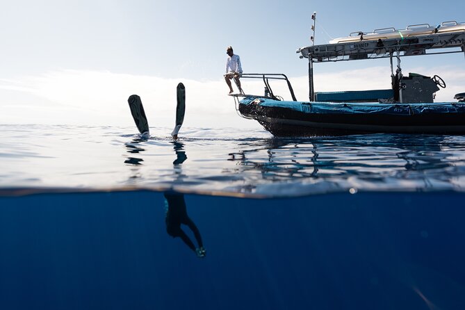 Private Kealakekua Bay Snorkel and Dolphin Watch - Snorkeling at Kealakekua Bay: gear, fish, and comfort for beginners
