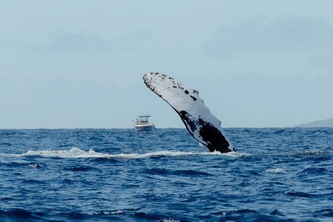 Private Kealakekua Bay Snorkel and Dolphin Watch - Price and value: $1,500 per group, up to 12