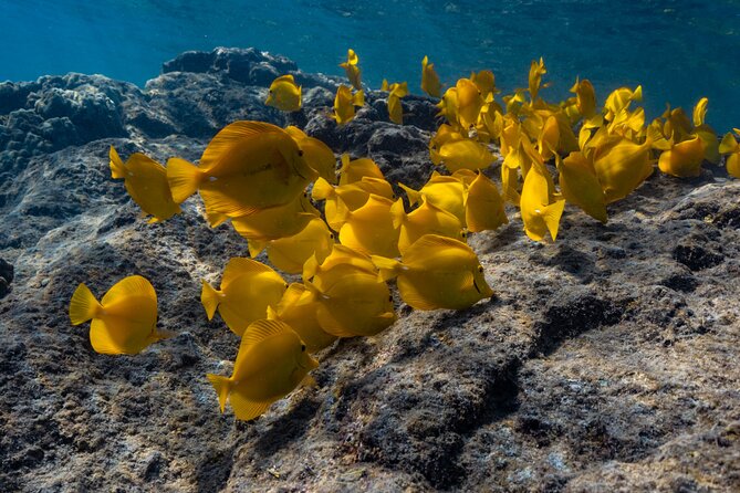 Private Kealakekua Bay Snorkel and Dolphin Watch - Getting there: Kailua-Kona meeting point and what to plan