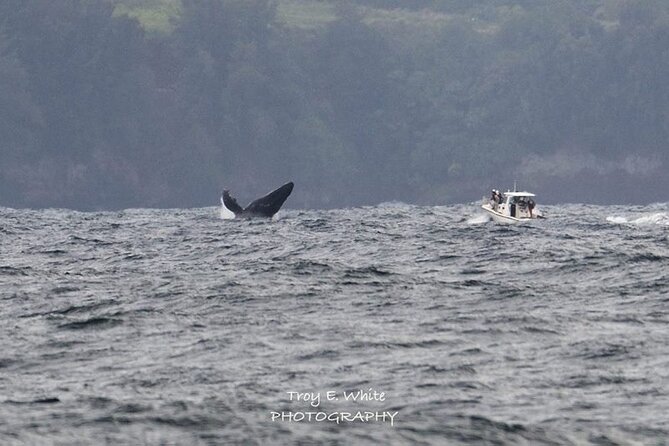Royal Humpback Whale Exploration - Key highlights that matter before you book