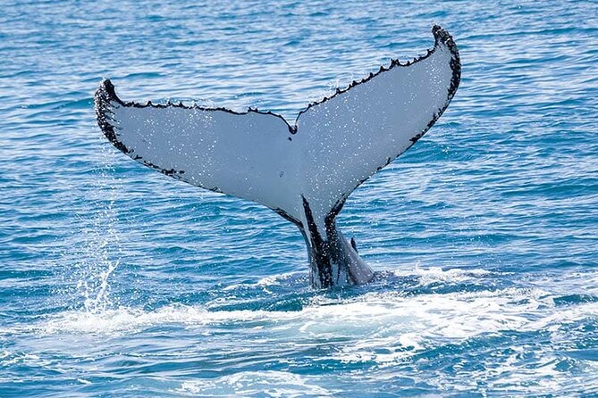 Royal Humpback Whale Exploration - Why Hilo winter means humpback time