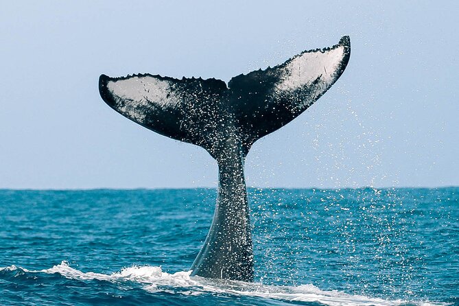 Royal Humpback Whale Exploration - Whale Song Snorkel upgrade: hearing the song is the main event