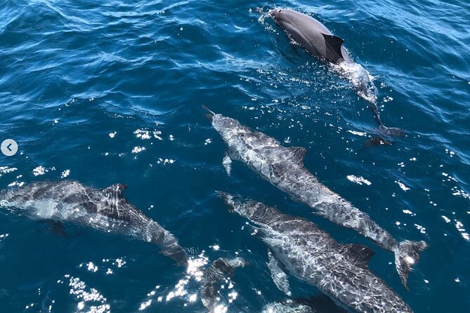 Royal Humpback Whale Exploration - Crew style and the small-group advantage (6 passengers max)