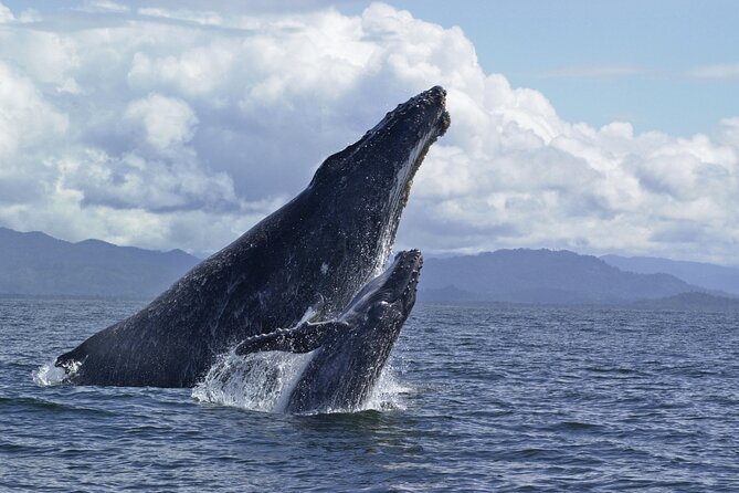 Royal Humpback Whale Exploration - Value check: does $179.49 make sense for Hilo whale watching?
