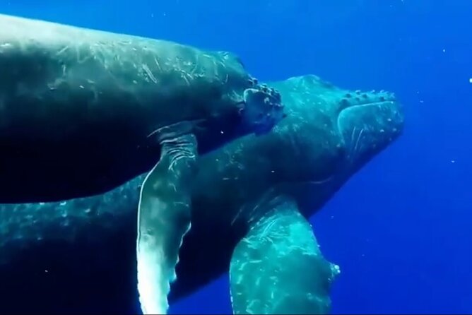 Royal Humpback Whale Exploration - When the ocean doesn’t cooperate: how to think about whale uncertainty