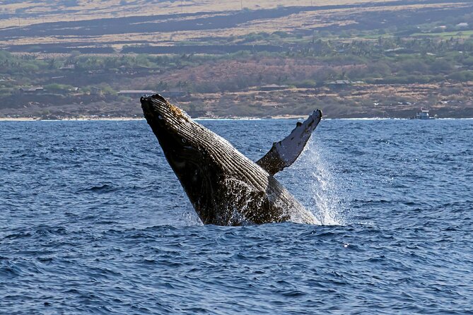 Seasonal Small-Group Humpback Whale Watching in Kona - Seasonal Kona humpback watch: what the Jan–Mar timing means