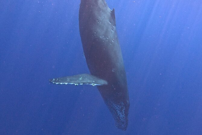 Seasonal Small-Group Humpback Whale Watching in Kona - What you’ll likely see: whales, breaching, tail-slaps, and even dolphins