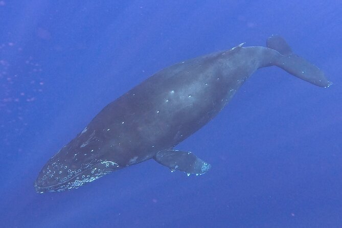 Seasonal Small-Group Humpback Whale Watching in Kona - Price and value: $130.25 for 2.5 hours on a small Kona charter