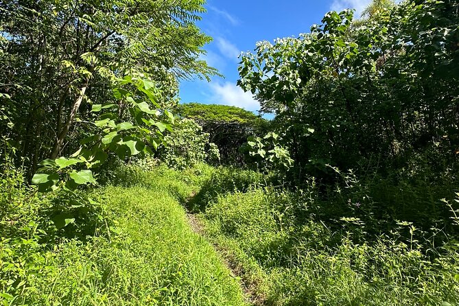 Secret Tide Pool Hike - Jungle & Coast - Private - What the Guide Experience Feels Like (Relaxed, Helpful, and Photo-Friendly)