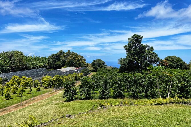 Small-Group Big Island Tour: Hawaii Volcanoes National Park and Kona Coffee Farm - Dinner Under the Chills: Why the Endgame Matters