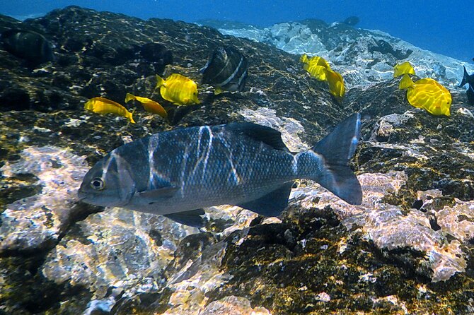 Small-Group Snorkel at Kealakekua Bay in Captain Cook, Big Island - Who should book this, and who should rethink it