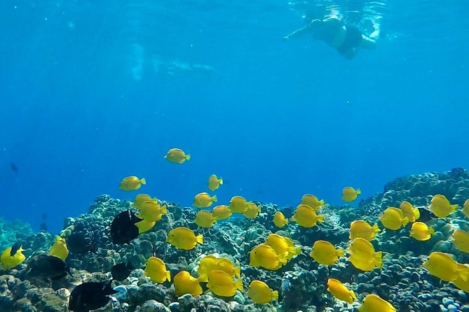 Small Group Snorkeling Expedition South Kona - Gear is included, but you still need to pack smart