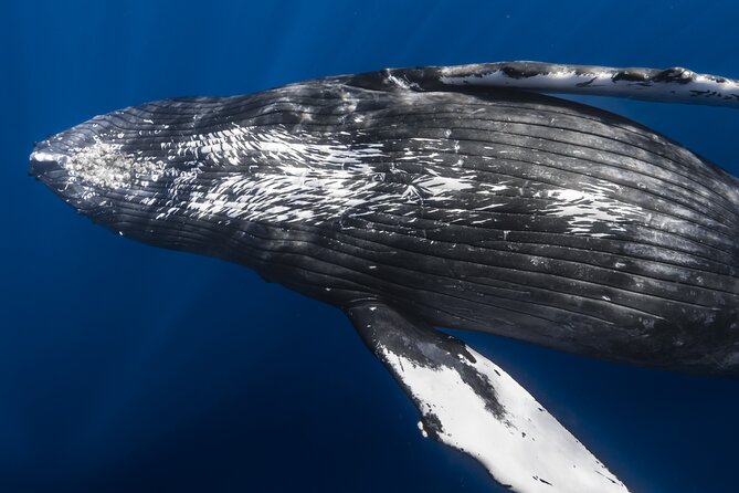 Small Group Whale Watching in Kona Hawaii - Key highlights before you go