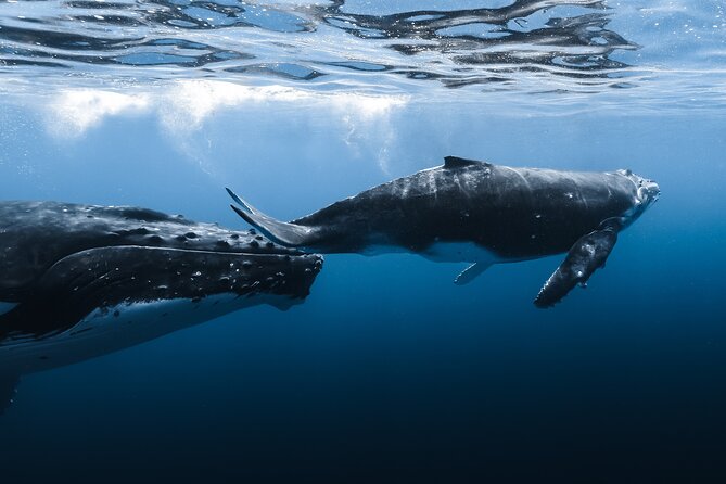 Small Group Whale Watching in Kona Hawaii - Kailua-Kona harbor timing: the 12:30 to 2:30 rhythm