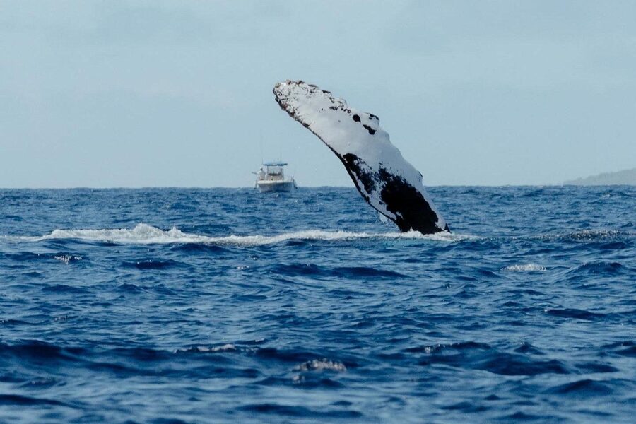 Small Group Whale Watching in Kona Hawaii - On-board comfort and what to bring (snacks included)