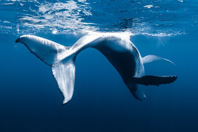 Small Group Whale Watching in Kona Hawaii - Weather and sea conditions: why this tour depends on the day
