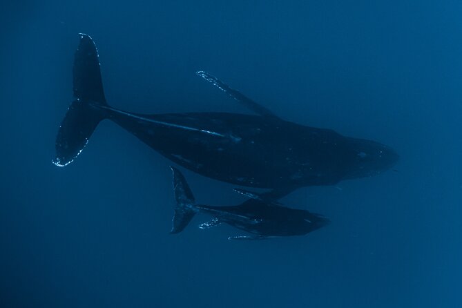 Small Group Whale Watching in Kona Hawaii - Who this tour fits best on the Big Island