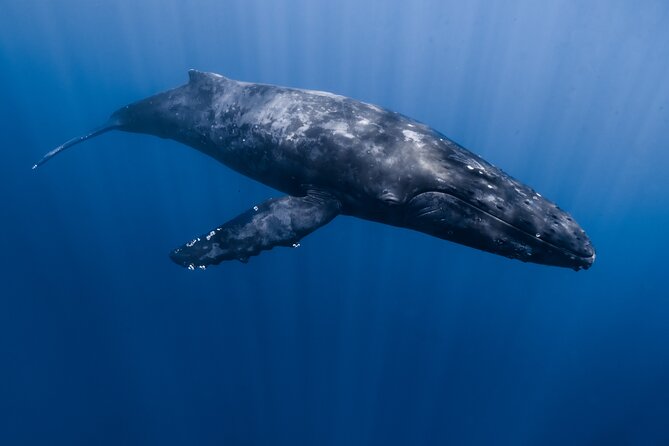 Small Group Whale Watching in Kona Hawaii - Species chances: humpbacks, pilot whales, spinner dolphins, and more