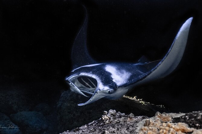 Snorkel With Giant Manta Rays In Kailua Kona - Key things to know before you go