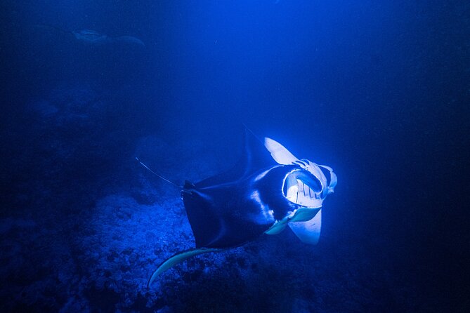 Snorkel With Giant Manta Rays In Kailua Kona - Night Manta Rays in Kona: What Makes This Trip Work
