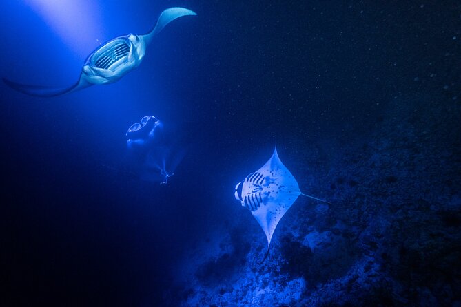 Snorkel With Giant Manta Rays In Kailua Kona - Wetsuit, Snorkel Gear, and the Floating Light Board System