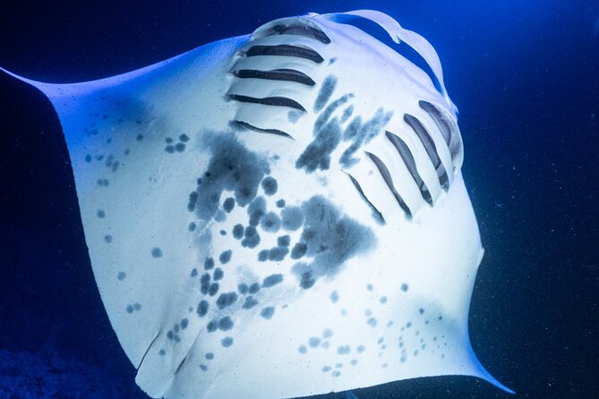 Snorkel With Giant Manta Rays In Kailua Kona - How the Guides Increase Your Odds (and Keep You Calm)