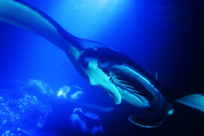 Snorkel With Giant Manta Rays In Kailua Kona - Wildlife Encounters: Mantas Are the Star, but Not the Only Option