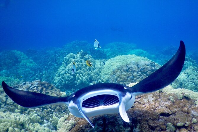 Sunset and Manta Ray Snorkel Adventure - How the Crew Keeps This Safe (and Calmer Than You’d Think)