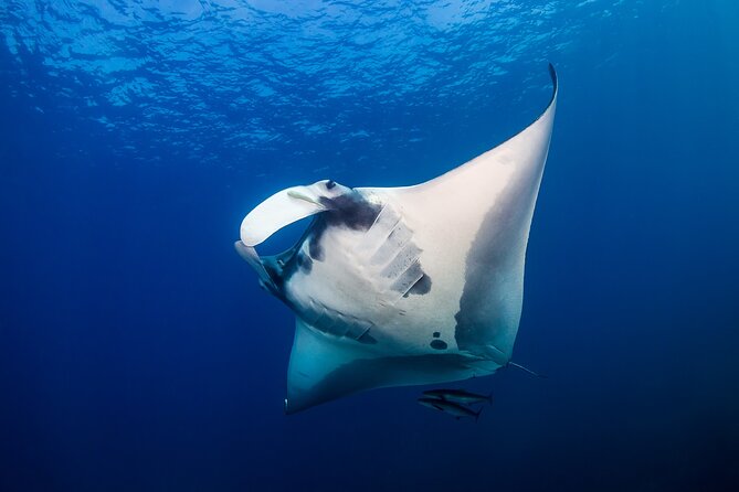 Sunset Cruise & Manta Night Snorkeling Charter - Key Highlights at a Glance