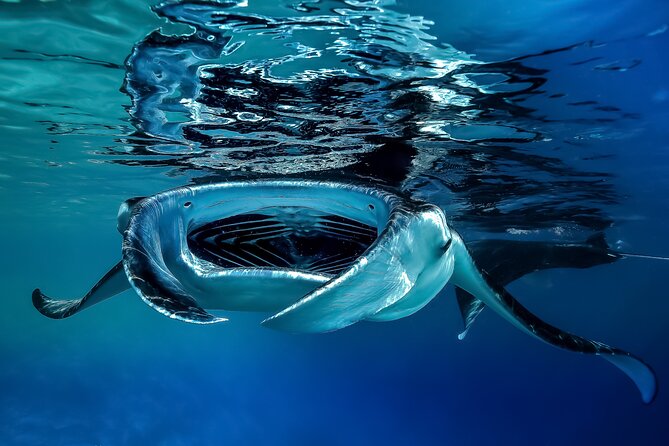 Sunset Cruise & Manta Night Snorkeling Charter - Boat Comfort and Snorkeling Readiness: Easy In, Easy Out