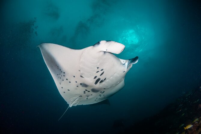 Sunset Cruise & Manta Night Snorkeling Charter - Snacks, Soft Drinks, and Coffee: Small Inclusion, Big Impact