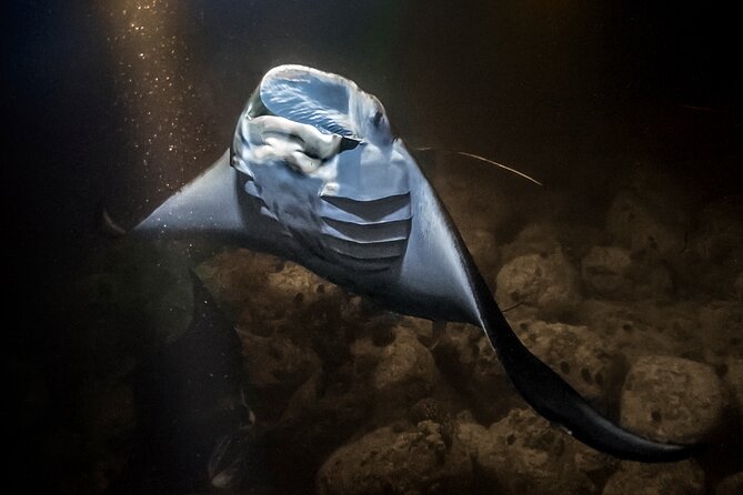 Sunset Cruise & Manta Night Snorkeling Charter - Price and Value: Is $990 Worth It?