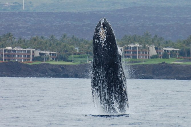 Sunset Cruise with the Whales on our Sailing Catamaran - Who Should Book This Cruise (and Who Might Want Another Option)