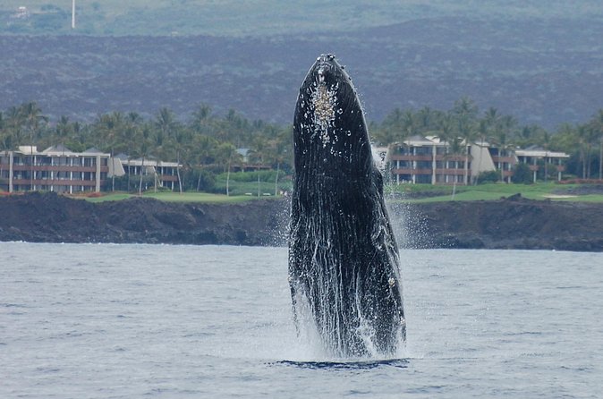 Sunset Cruise with the Whales on our Sailing Catamaran - Practical Tips for a Better Trip (Small Moves, Big Payoff)