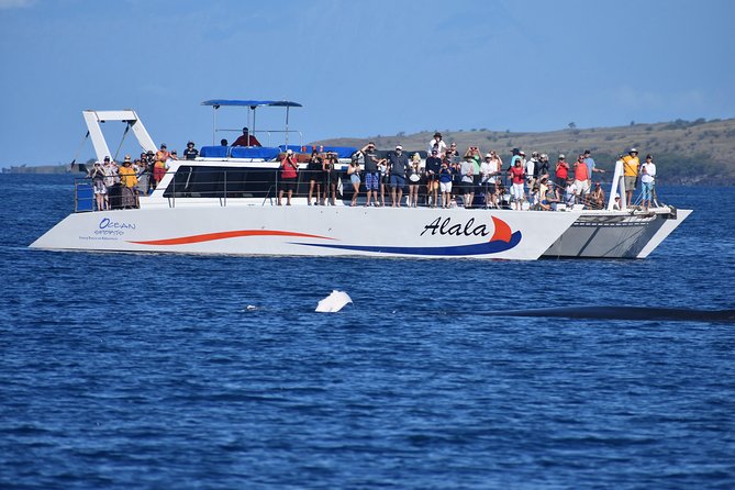 Sunset Cruise with the Whales on our Sailing Catamaran - Check-In and the Anaeho‘omalu Tender Transfer (What You Need to Know)