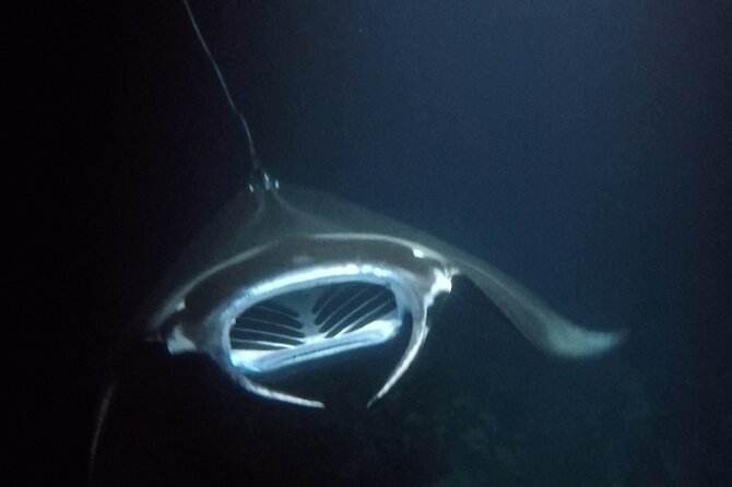 Sunset Manta Ray Tour in Kailua-Kona - Why Kona’s sunset manta snorkel feels so different