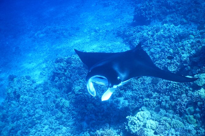 Sunset Manta Ray Tour in Kailua-Kona - Garden Eel Cove / Manta Heaven: what you’ll actually do in the water