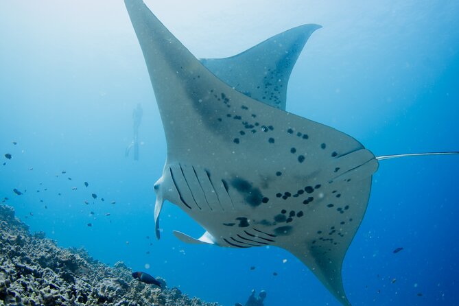 Sunset Manta Ray Tour in Kailua-Kona - Snorkeling gear, comfort, and the crew touch