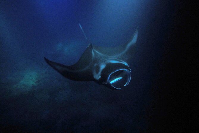 Sunset Manta Ray Tour in Kailua-Kona - Price and value: what $103.33 is buying you