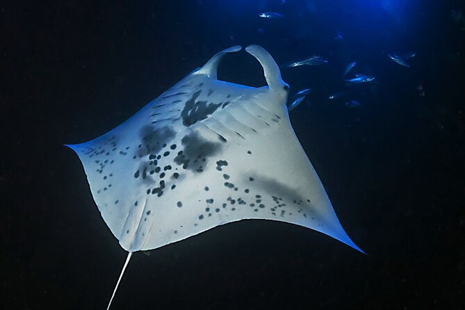 Sunset Manta Ray Tour in Kailua-Kona - Who this manta ray tour is best for