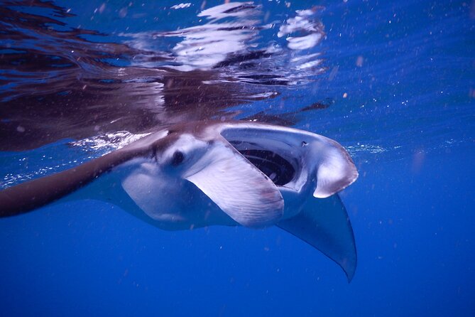 Sunset Manta Ray Tour in Kailua-Kona - Practical tips before you go