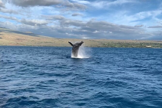 Sunset Whale Watching Shared Activity - Sunset timing makes this whale watch feel like part of the island